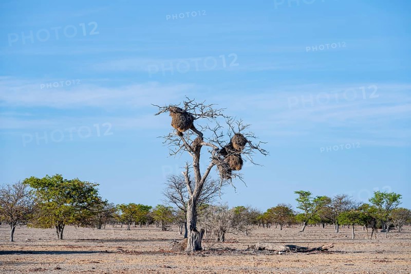 Camel's thorn tree (Acacia erioloba) with nest of the edible weaver, edible weaver (Philetairus socius), Etosha National Park, Namibia