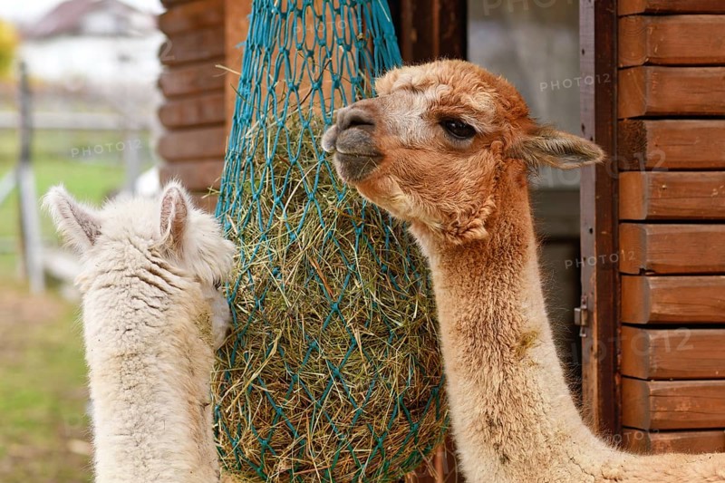 Two alpacas feeding from hanging hay net