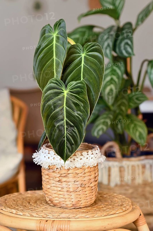 Exotic 'Philodendron Melanochrysum' houseplant with long velvet leaves in basket flower pot