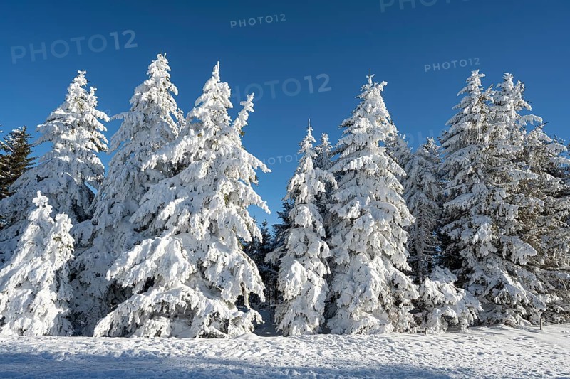 Winter atmosphere with snow-covered fir trees, Oberried, Schauinsland, Breisgau-Hochschwarzwald, Baden-WÃ¼rttemberg, Germany