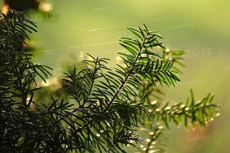 Yew with spider webs, winter, Germany