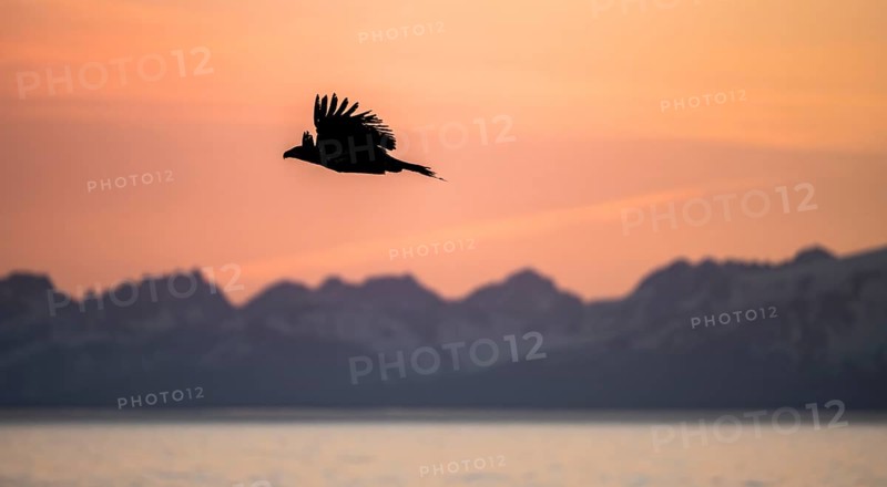 Bald eagle (Haliaeetus leucocephalus) flying in front of mountain silhouettes of the Aleutian chain, at sunset, picturesque golden light of the midnight sun, Cook Inlet, Anchor Point, Anchor River State Recreation Area, Alaska, USA