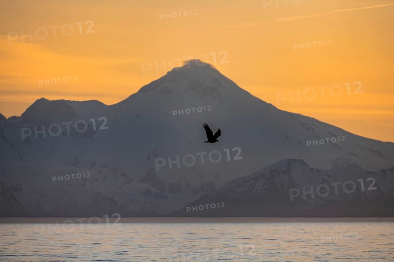 Bald eagle (Haliaeetus leucocephalus) flying in front of mountain silhouettes of the Aleutian chain with peak Mount Iliamna, at sunset, picturesque golden light of the midnight sun, Cook Inlet, Anchor Point, Anchor River State Recreation Area, Alaska, USA