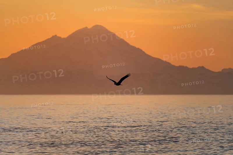 Bald eagle (Haliaeetus leucocephalus) flying in front of mountain silhouettes of the Aleutian chain with peak Mount Redoubt, at sunset, picturesque golden light of the midnight sun, Cook Inlet, Anchor Point, Anchor River State Recreation Area, Alaska, USA