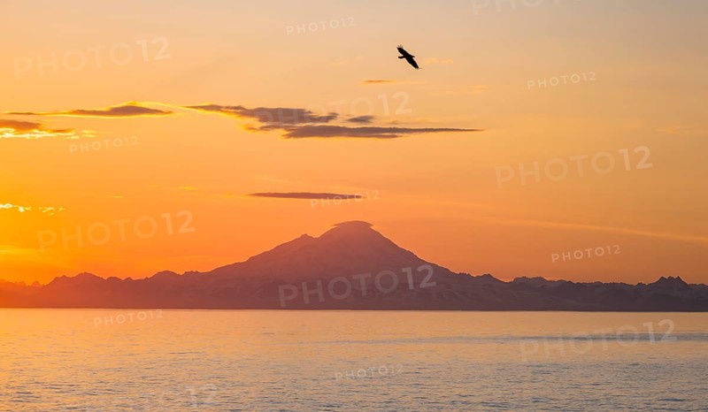 View over Cook Inlet to white mountain peaks of Mount Redoubt, at sunset, picturesque golden light of the midnight sun, bald eagle (Haliaeetus leucocephalus) in flight, mountains of the Aleutian chain, Anchor Point, Anchor River State Recreation Area, Alaska, USA