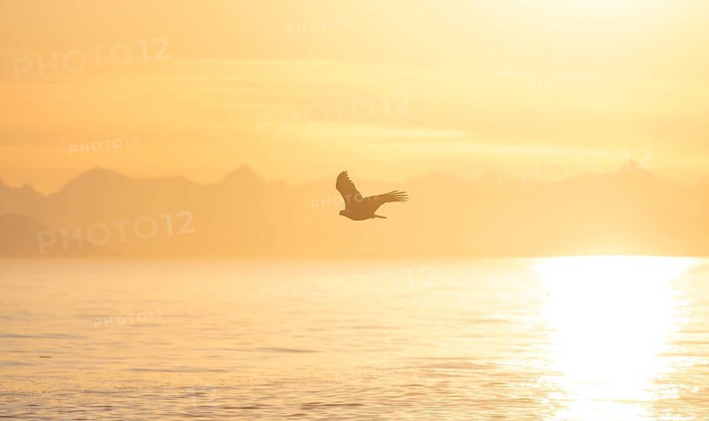 Bald eagle (Haliaeetus leucocephalus) flying against the setting sun, sunset, picturesque golden light of the midnight sun, Cook Inlet, Anchor Point, Anchor River State Recreation Area, Alaska, USA