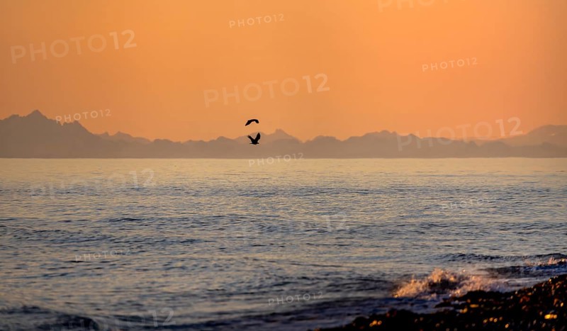 View over Cook Inlet to mountains of the Aleutian chain, at sunset, picturesque golden light of the midnight sun, bald eagle (Haliaeetus leucocephalus) in flight, Anchor Point, Anchor River State Recreation Area, Alaska, USA
