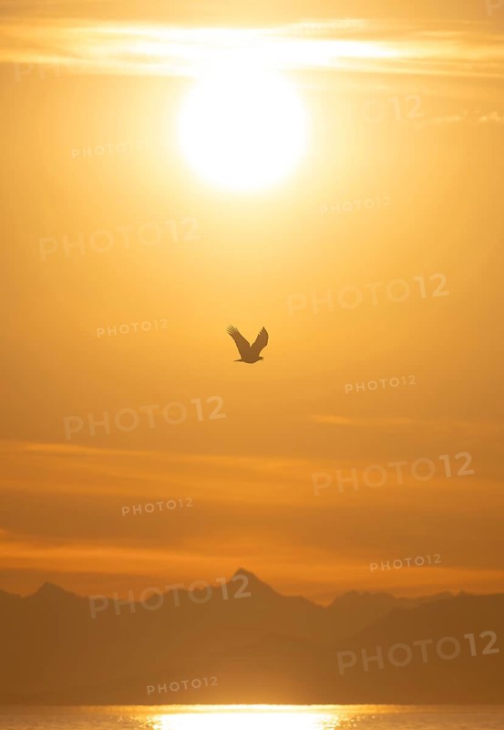 Bald eagle (Haliaeetus leucocephalus) in flight in front of the setting sun, sunset, picturesque golden light of the midnight sun, Cook Inlet, Anchor Point, Anchor River State Recreation Area, Alaska, USA