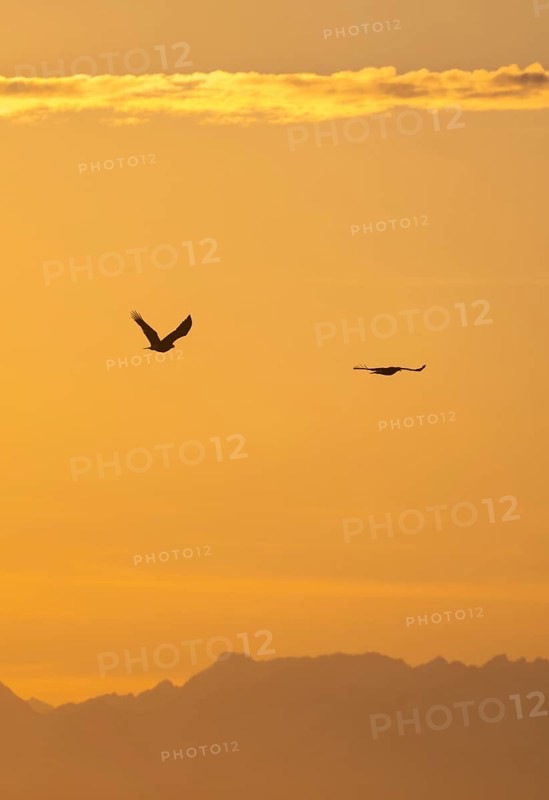 Two bald eagles (Haliaeetus leucocephalus) in flight, at sunset, picturesque golden light of the midnight sun, Cook Inlet, Anchor Point, Anchor River State Recreation Area, Alaska, USA