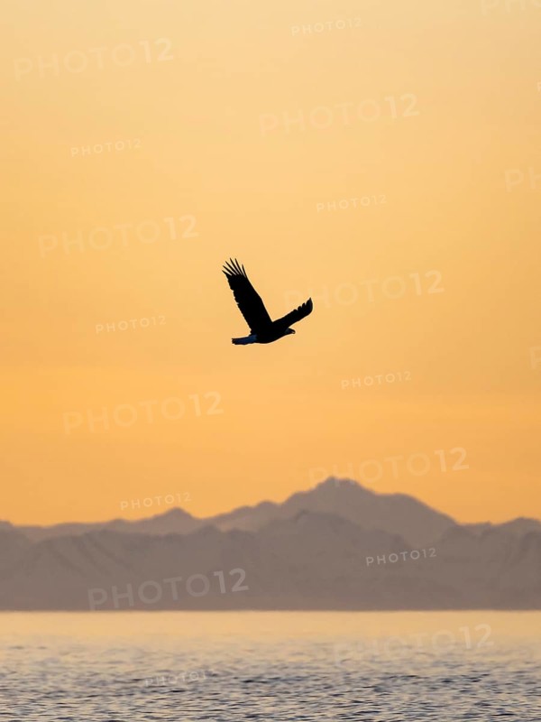 Bald eagle (Haliaeetus leucocephalus) flying in front of mountain silhouettes of the Aleutian chain, at sunset, picturesque golden light of the midnight sun, Cook Inlet, Anchor Point, Anchor River State Recreation Area, Alaska, USA
