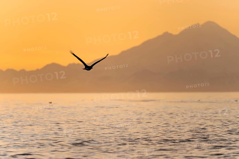 Bald eagle (Haliaeetus leucocephalus) flying in front of mountain silhouettes of the Aleutian chain with peak Mount Redoubt, at sunset, picturesque golden light of the midnight sun, Cook Inlet, Anchor Point, Anchor River State Recreation Area, Alaska, USA