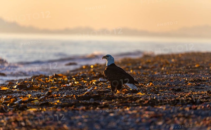 Bald eagle (Haliaeetus leucocephalus) on the beach at sunset, picturesque golden light of the midnight sun, Cook Inlet, Anchor Point, Anchor River State Recreation Area, Alaska, USA