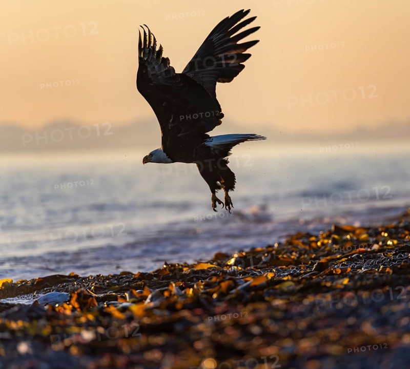 Bald eagle (Haliaeetus leucocephalus) taking off from the beach at sunset, picturesque golden light of the midnight sun, Cook Inlet, Anchor Point, Anchor River State Recreation Area, Alaska, USA