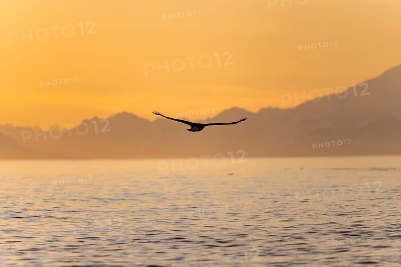 Bald eagle (Haliaeetus leucocephalus) flying in front of mountain silhouettes of the Aleutian chain, at sunset, picturesque golden light of the midnight sun, Cook Inlet, Anchor Point, Anchor River State Recreation Area, Alaska, USA