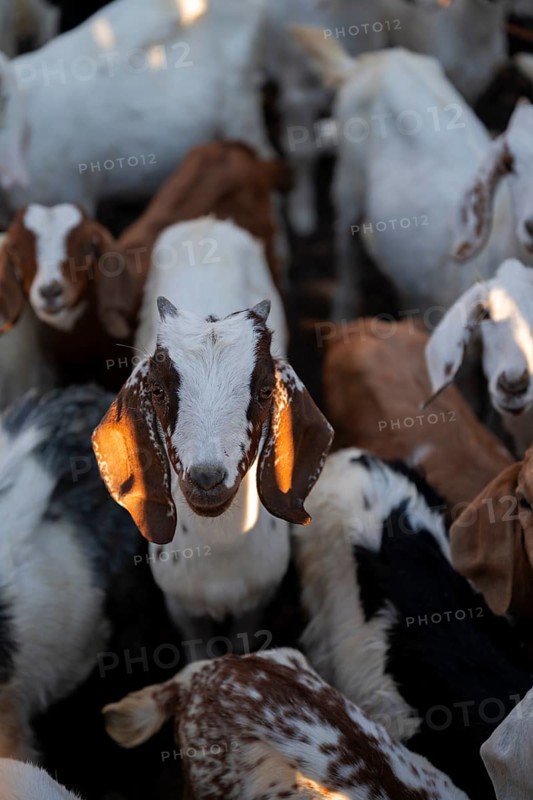 Goat stable, goats, traditional Himba village, Kaokoveld, Kunene, Namibia