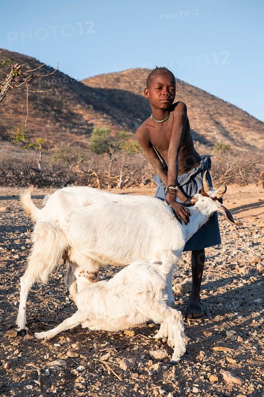 Himba boy keeping goat, goat suckling young, Kaokoveld, Kunene, Namibia