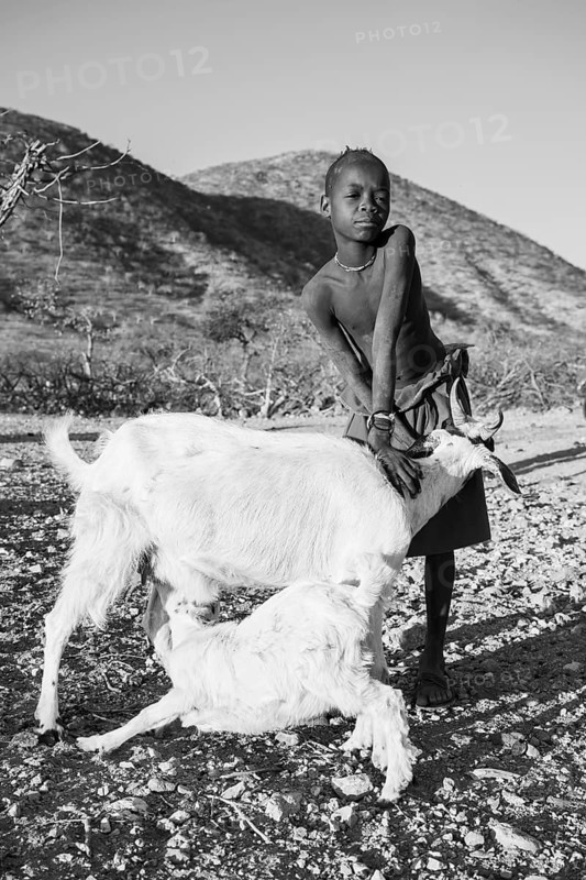 Black and white, Himba boy keeping goat, goat suckling young, Kaokoveld, Kunene, Namibia