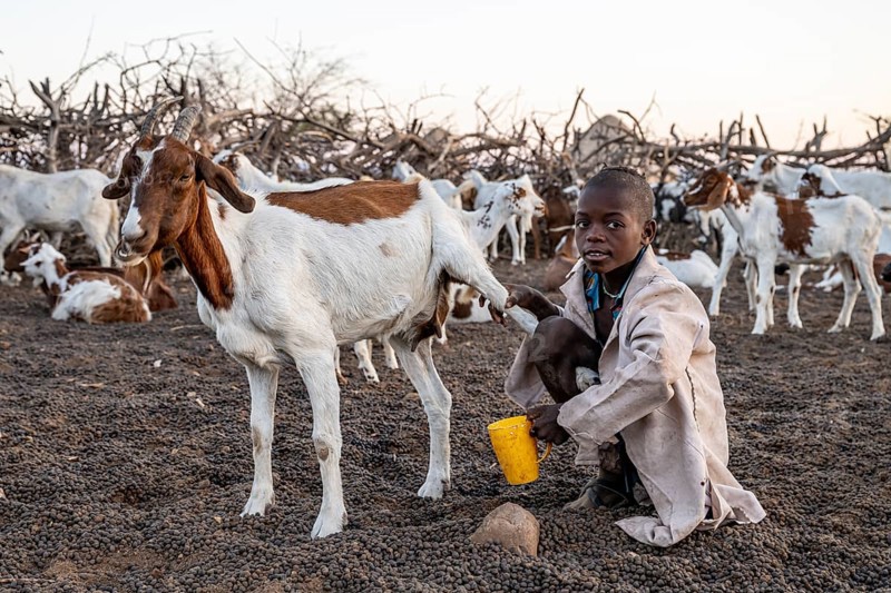 Himba child milking a goat, traditional Himba village, Kaokoveld, Kunene, Namibia