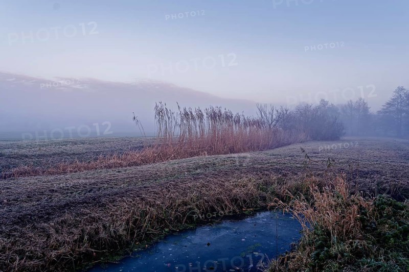 Winter landscape with reed at the Unterer Warwischer Wasserweg drainage trench in Hamburg's Vier- und Marschlanden. Kirchwerder, Hamburg, Germany
