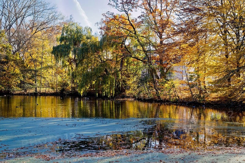 Trees in autumn colors on Sandbrack, a lake in the Kirchwerder district of Hamburg. FÃ¼nfhausen, Kirchwerder, Hamburg, Germany