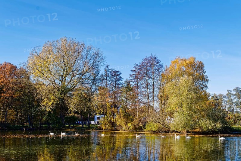Swans on the Sandbrack, a lake in the Kirchwerder district of Hamburg, in front of colorful autumn trees. FÃ¼nfhausen, Kirchwerder, Hamburg, Germany