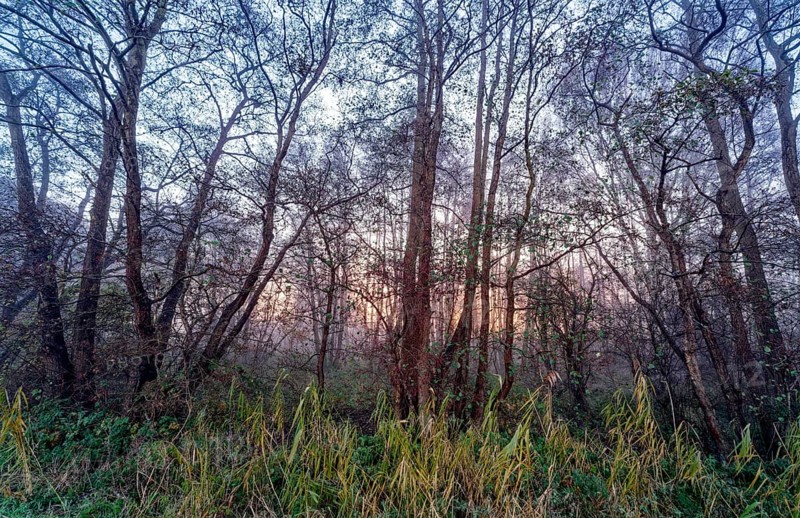 Wintery forest in the Lower Warwischer Wasserweg wetland in Hamburg's Vier- und Marschlanden. Kirchwerder, Hamburg, Germany