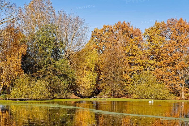 The Sandbrack, a lake in the Kirchwerder district of Hamburg, in front of colorful autumn trees. FÃ¼nfhausen, Kirchwerder, Hamburg, Germany