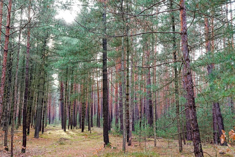Coniferous forest, tall pine trees, in the Dahme-Heideseen nature park Park, also Dahmeland. A Natura 2000 area. Halbe, Brandenburg, Germany