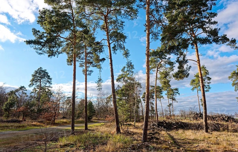 Pines in the countryside of GroÃŸ LÃ¼bbenau in the Oberspreewad-Lausitz district, UNESCO Spreewald Biosphere Reserve. LÃ¼bbenau, Brandenburg, Germany