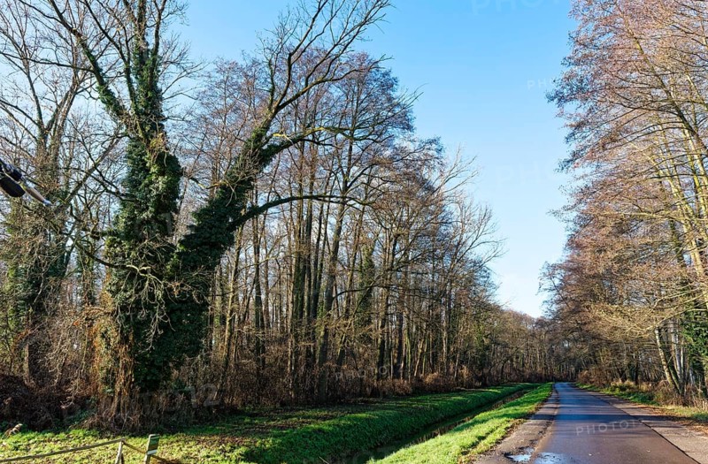 Overgrown trees on the side of the road along the Vetschauer MÃ¼henfleiÃŸ near Raddusch in the Oberspreewad-Lausitz district, UNESCO Spreewald Biosphere Reserve. Raddusch, Vetschau, Brandenburg, Germany