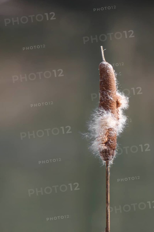 Inflorescence of a bulrush (Typha sp.), Rhineland-Palatinate, Germany
