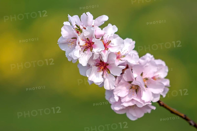 Almond blossom (Prunus dulcis), flowering branch, Palatinate, Rhineland-Palatinate, Germany