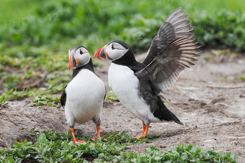 Puffin, Fratercula arctica, Atlantic puffin