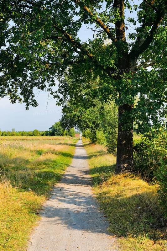 Tree-lined dirt road amidst blooming southern heath, Lower Saxony, Germany