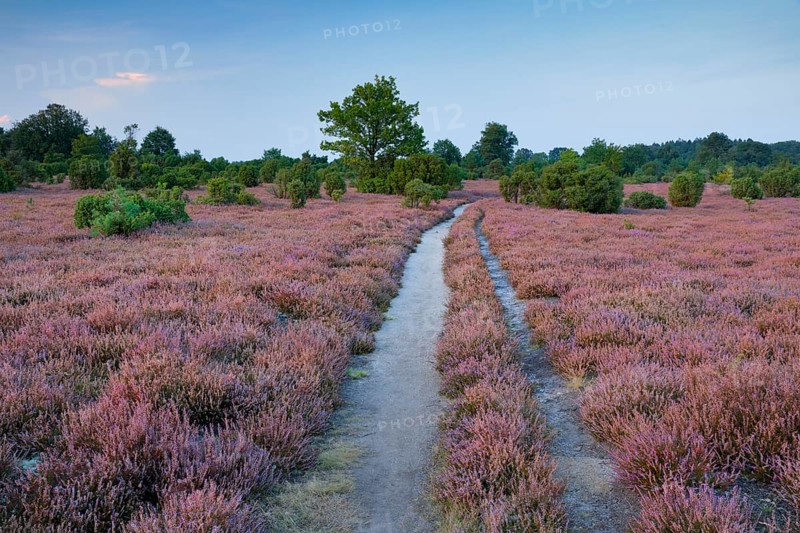 Tangled dirt road in the middle of blooming southern heath, Lower Saxony, Germany