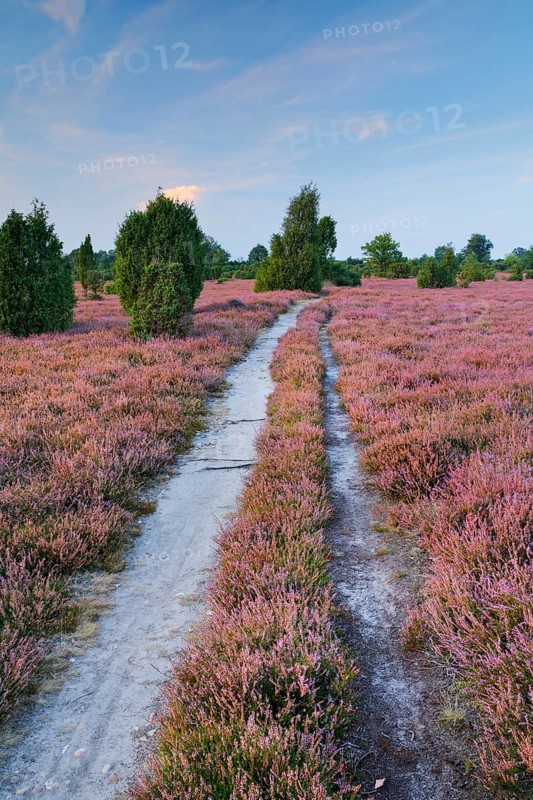 Tangled dirt road in the middle of blooming southern heath, Lower Saxony, Germany