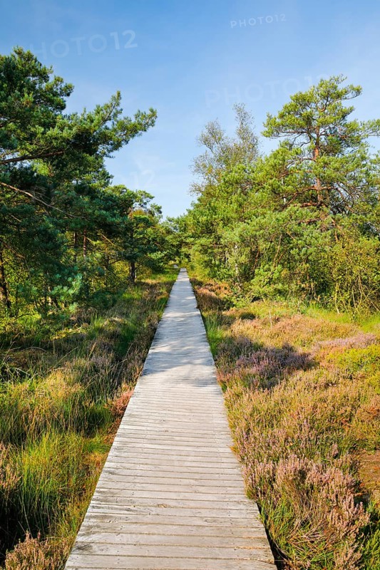 Bohlensteg leads through Pietmoor in the LÃ¼neburger Heide nature park Park, Lower Saxony, Germany