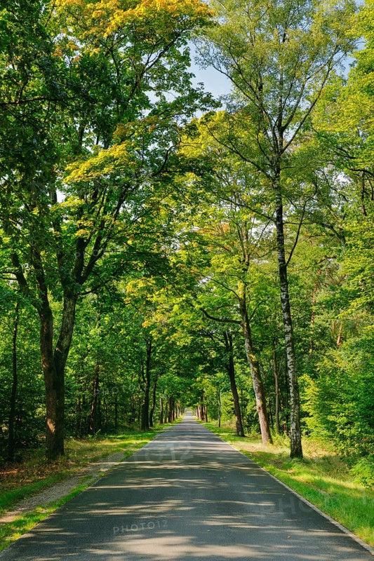 Tree-lined street near FaÃŸberg, Lower Saxony, Germany