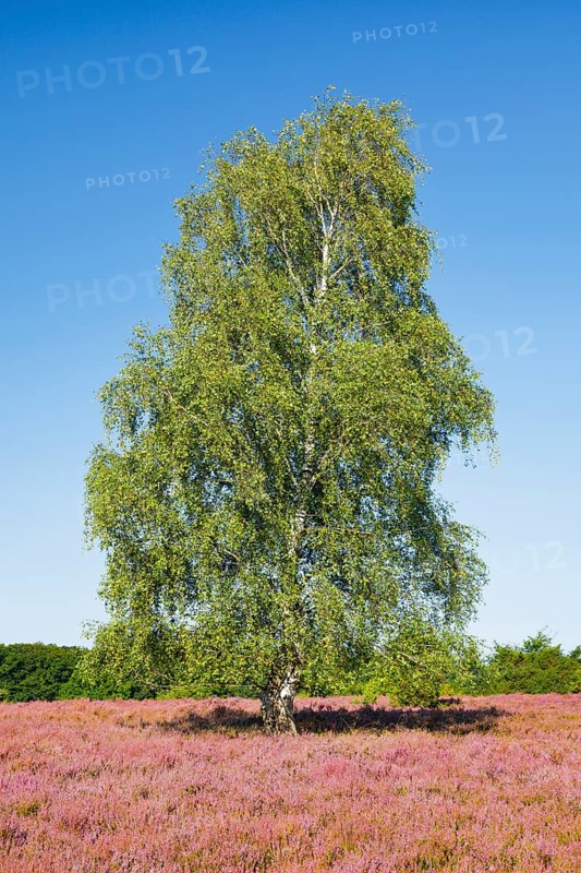 Large birch tree in the blooming LÃ¼neburg Heath, Lower Saxony, Germany