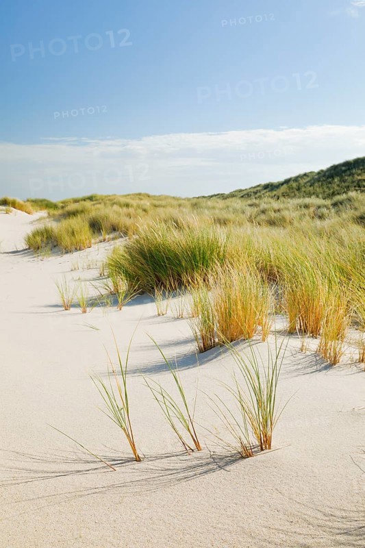 Sand dunes on the elbow on the island of Sylt, Germany