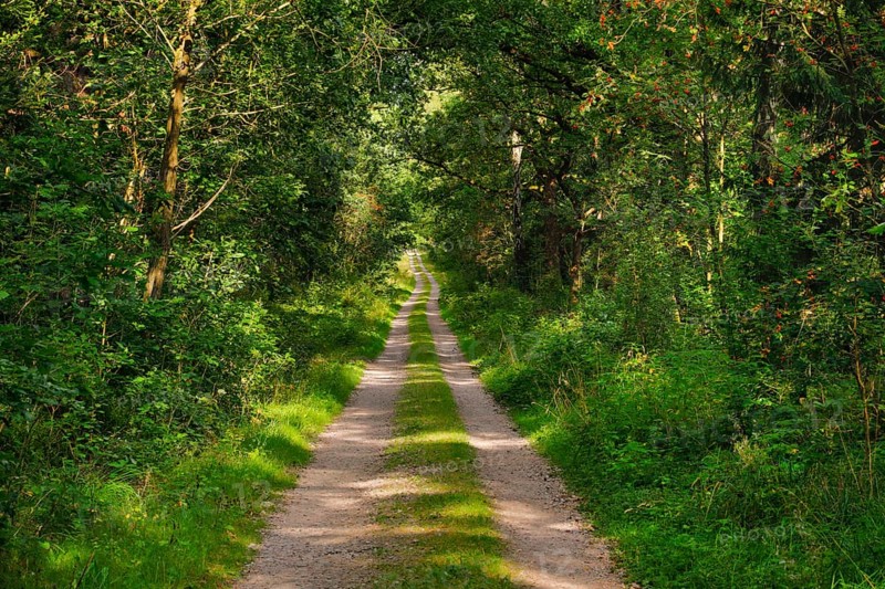 Dirt road leads through dreamy forest in the LÃ¼neburger Heide nature park Park, Lower Saxony, Germany