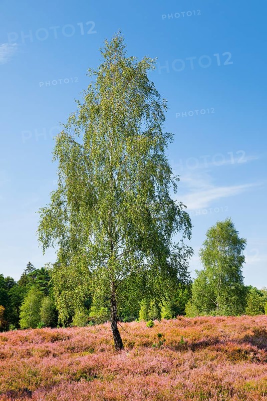 Birch trees in the blooming LÃ¼neburg Heath, Lower Saxony, Germany
