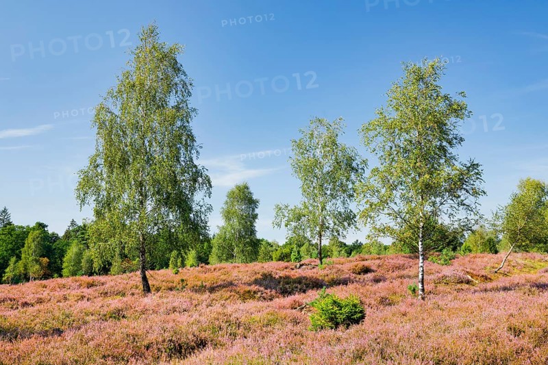 Birch trees in the blooming LÃ¼neburg Heath, Lower Saxony, Germany
