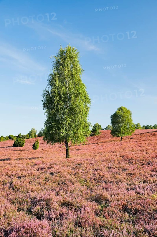 Free-standing birch trees in the blooming LÃ¼neburger Heide near Oberhaverbeck, Lower Saxony, Germany