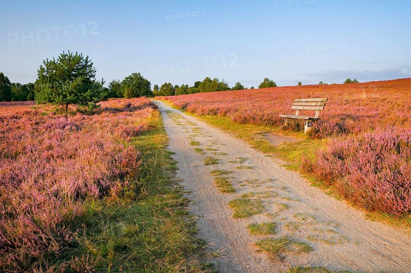 Idyllic wooden bench in the midst of the blooming LÃ¼neburg Heath, Lower Saxony, Germany