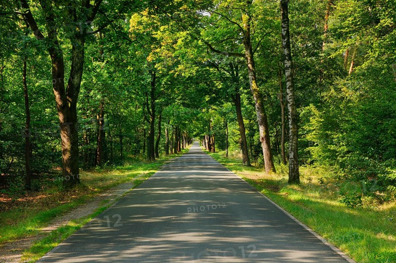 Tree-lined street near FaÃŸberg, Lower Saxony, Germany