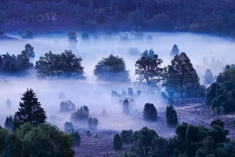 Forest and clouds of fog in Totengrund in the LÃ¼neburger Heide, Lower Saxony, Germany