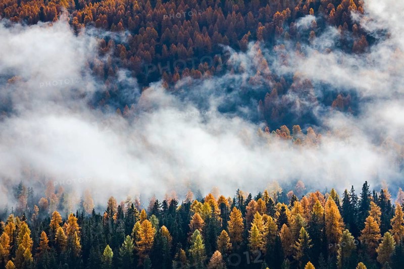 Coniferous forest with larch and spruce trees crossed by clouds of fog, Engadin, Canton of GraubÃ¼nden, Switzerland