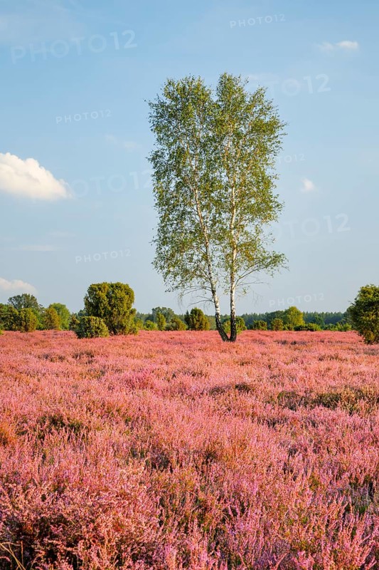Birches and junipers in the blooming southern heath near Schmarbeck, Lower Saxony, Germany