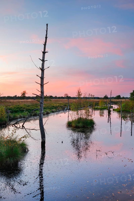 Dead wood spikes in moor water, Seelein in Pitzmoor, LÃ¼neburger Heide nature park Park near Schneverdingen, Lower Saxony, Germany